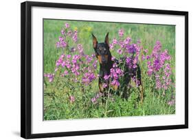 Doberman Pincher Standing in Purple Flox, Geneva, Illinois, USA-Lynn M^ Stone-Framed Photographic Print