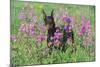 Doberman Pincher Standing in Purple Flox, Geneva, Illinois, USA-Lynn M^ Stone-Mounted Photographic Print