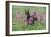 Doberman Pincher Standing in Purple Flox, Geneva, Illinois, USA-Lynn M^ Stone-Framed Photographic Print