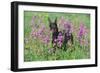 Doberman Pincher Standing in Purple Flox, Geneva, Illinois, USA-Lynn M^ Stone-Framed Photographic Print