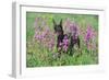 Doberman Pincher Standing in Purple Flox, Geneva, Illinois, USA-Lynn M^ Stone-Framed Photographic Print