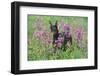 Doberman Pincher Standing in Purple Flox, Geneva, Illinois, USA-Lynn M^ Stone-Framed Photographic Print