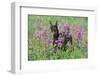 Doberman Pincher Standing in Purple Flox, Geneva, Illinois, USA-Lynn M^ Stone-Framed Photographic Print