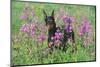 Doberman Pincher Standing in Purple Flox, Geneva, Illinois, USA-Lynn M^ Stone-Mounted Photographic Print