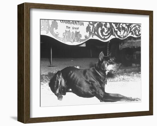 Doberman Pinscher, Duke, a Vicious Guard Dog, Chained-null-Framed Photographic Print