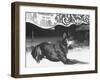 Doberman Pinscher, Duke, a Vicious Guard Dog, Chained-null-Framed Photographic Print
