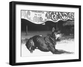 Doberman Pinscher, Duke, a Vicious Guard Dog, Chained-null-Framed Photographic Print