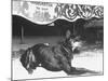 Doberman Pinscher, Duke, a Vicious Guard Dog, Chained-null-Mounted Photographic Print