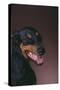 Doberman Pinscher Growling-DLILLC-Stretched Canvas