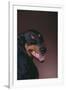 Doberman Pinscher Growling-DLILLC-Framed Premium Photographic Print