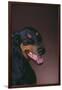 Doberman Pinscher Growling-DLILLC-Framed Premium Photographic Print