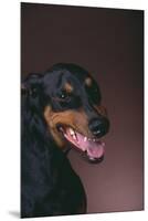 Doberman Pinscher Growling-DLILLC-Mounted Premium Photographic Print