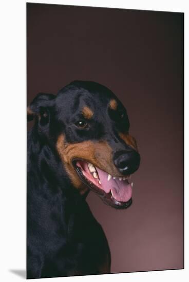 Doberman Pinscher Growling-DLILLC-Mounted Premium Photographic Print