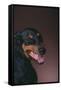 Doberman Pinscher Growling-DLILLC-Framed Stretched Canvas