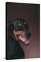 Doberman Pinscher Growling-DLILLC-Stretched Canvas