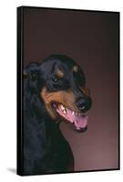 Doberman Pinscher Growling-DLILLC-Framed Stretched Canvas