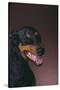 Doberman Pinscher Growling-DLILLC-Stretched Canvas