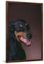 Doberman Pinscher Growling-DLILLC-Framed Photographic Print