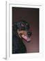 Doberman Pinscher Growling-DLILLC-Framed Photographic Print