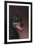 Doberman Pinscher Growling-DLILLC-Framed Photographic Print