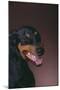 Doberman Pinscher Growling-DLILLC-Mounted Photographic Print