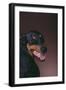 Doberman Pinscher Growling-DLILLC-Framed Photographic Print