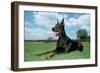 Doberman Pinscher-null-Framed Photographic Print