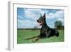 Doberman Pinscher-null-Framed Photographic Print