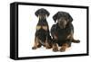 Dobermann Puppy and Adult-null-Framed Stretched Canvas