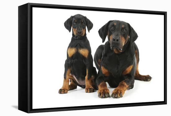 Dobermann Puppy and Adult-null-Framed Stretched Canvas