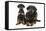 Dobermann Puppy and Adult-null-Framed Stretched Canvas