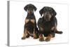 Dobermann Puppy and Adult-null-Stretched Canvas