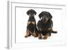 Dobermann Puppy and Adult-null-Framed Photographic Print