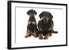 Dobermann Puppy and Adult-null-Framed Photographic Print