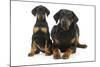 Dobermann Puppy and Adult-null-Mounted Photographic Print