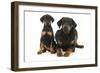 Dobermann Puppy and Adult-null-Framed Photographic Print