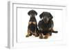 Dobermann Puppy and Adult-null-Framed Photographic Print