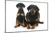 Dobermann Puppy and Adult-null-Mounted Photographic Print