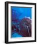 Doc Polson Wreck in the sea, Grand Cayman, Cayman Islands-null-Framed Photographic Print