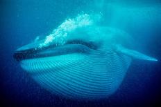 Blue whale underwater, Baja California, Mexico-Doc White-Laminated Photographic Print