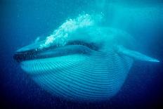 Humpback Whale (Megaptera Novaeangliae) Calf. Tonga, South Pacific, September-Doc White-Photographic Print