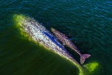 Gray whale mother and calf, Magdalena Bay, Mexico-Doc White-Framed Photographic Print