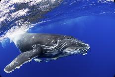 Blue whale underwater, Baja California, Mexico-Doc White-Stretched Canvas