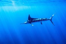 Blue whale underwater, Baja California, Mexico-Doc White-Framed Photographic Print