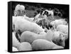 Doctor Dolittle-null-Framed Stretched Canvas