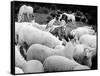 Doctor Dolittle-null-Framed Stretched Canvas