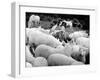 Doctor Dolittle-null-Framed Photo