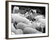 Doctor Dolittle-null-Framed Photo