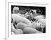 Doctor Dolittle-null-Framed Photo