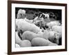 Doctor Dolittle-null-Framed Photo